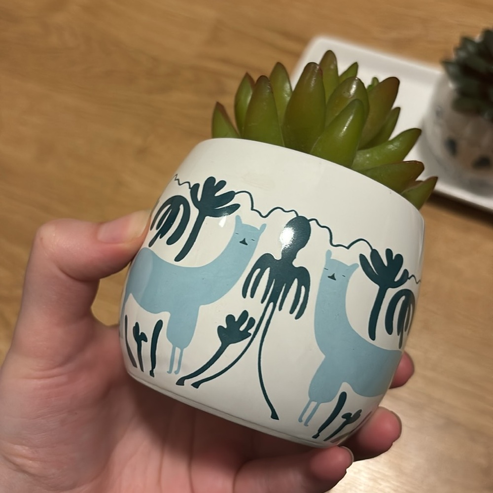 kirklands alpaca succulent plant set - Picture 2 of 7